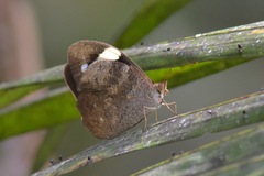 Heteronympha mirifica