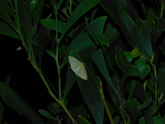 Poecilasthena pulchraria