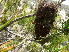 Thaumetopoea pityocampa