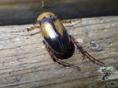 Phyllotocus bimaculatus