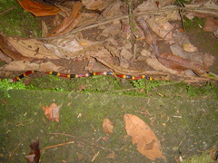 Micrurus mosquitensis