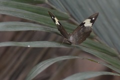 Heteronympha mirifica