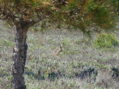 Lepus granatensis