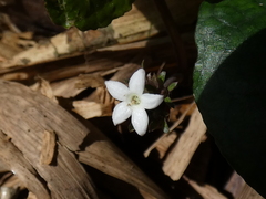 Geophila repens