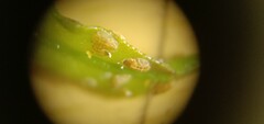 Diaphorina citri