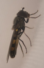 Meliscaeva cinctella