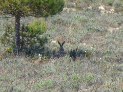 Lepus granatensis