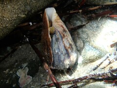 Conus anemone