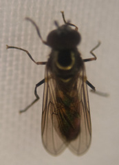 Meliscaeva cinctella