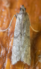 Phycitinae