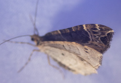 Ecliptopera silaceata