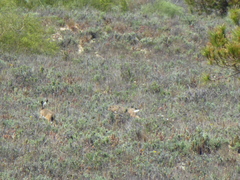 Lepus granatensis