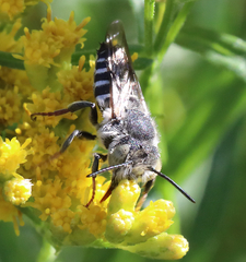 Coelioxys rufitarsis