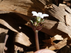 Geophila repens