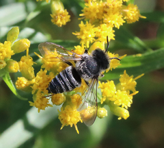 Coelioxys rufitarsis