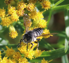 Coelioxys rufitarsis