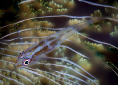 Bryaninops erythrops