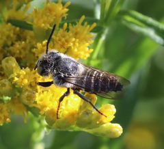 Coelioxys rufitarsis