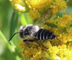 Coelioxys rufitarsis