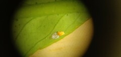 Diaphorina citri