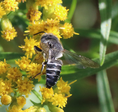 Coelioxys rufitarsis
