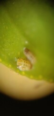 Diaphorina citri