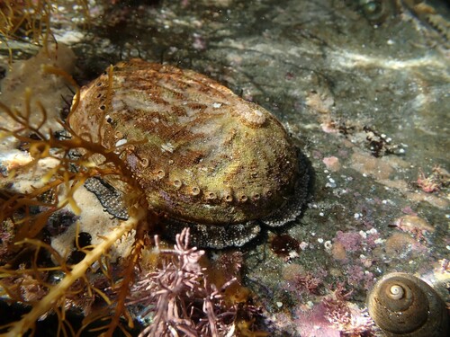 blacklip abalone