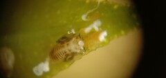 Diaphorina citri