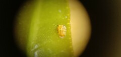 Diaphorina citri