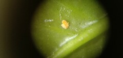 Diaphorina citri