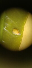 Diaphorina citri