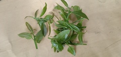 Diaphorina citri