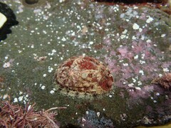 Haliotis scalaris emmae