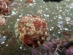 Haliotis scalaris emmae