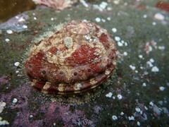 Haliotis scalaris emmae