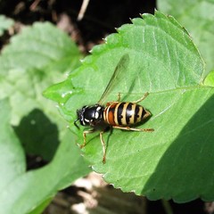 Vespula rufa