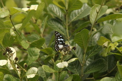 Graphium leonidas