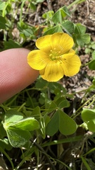 Oxalis californica