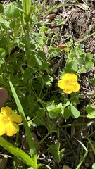 Oxalis californica
