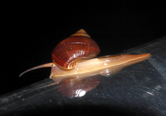 Ampullariinae