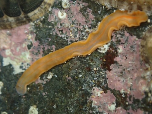 An orangey marine flatworm on a rock underwater
