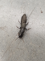 Thyreocephalus