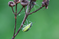 Chlorophanus viridis