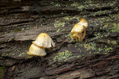 Mycena subgalericulata