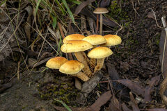 Armillaria luteobubalina