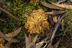 Ramaria lorithamnus