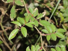 Rosa transmorrisonensis