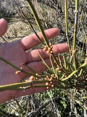 Ephedra