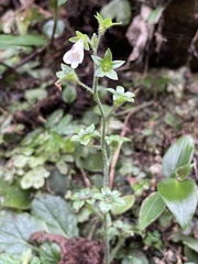 Mazus goodenifolius