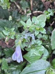 Mazus goodenifolius